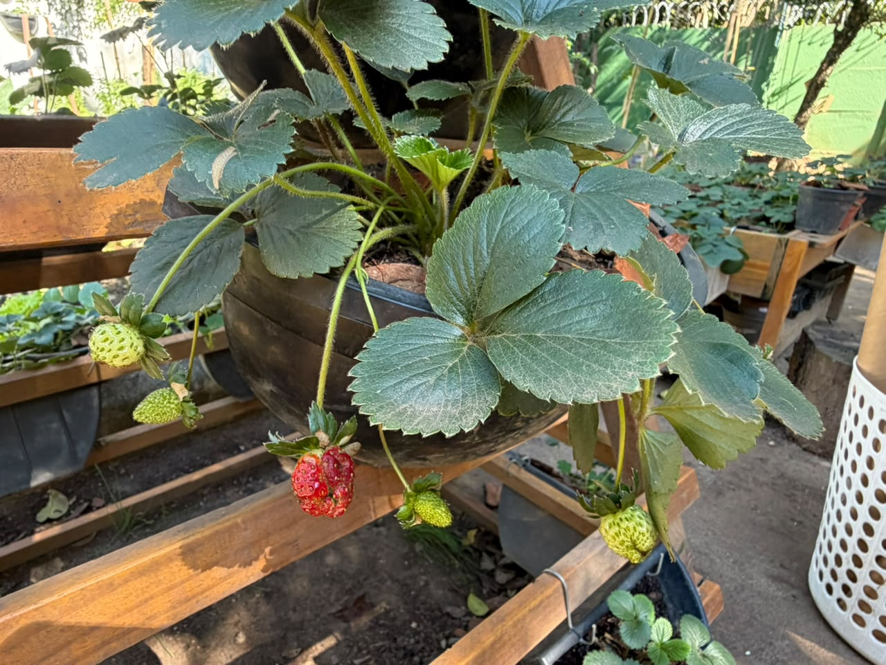 Pé de morango em vaso suspenso, com frutos maduros