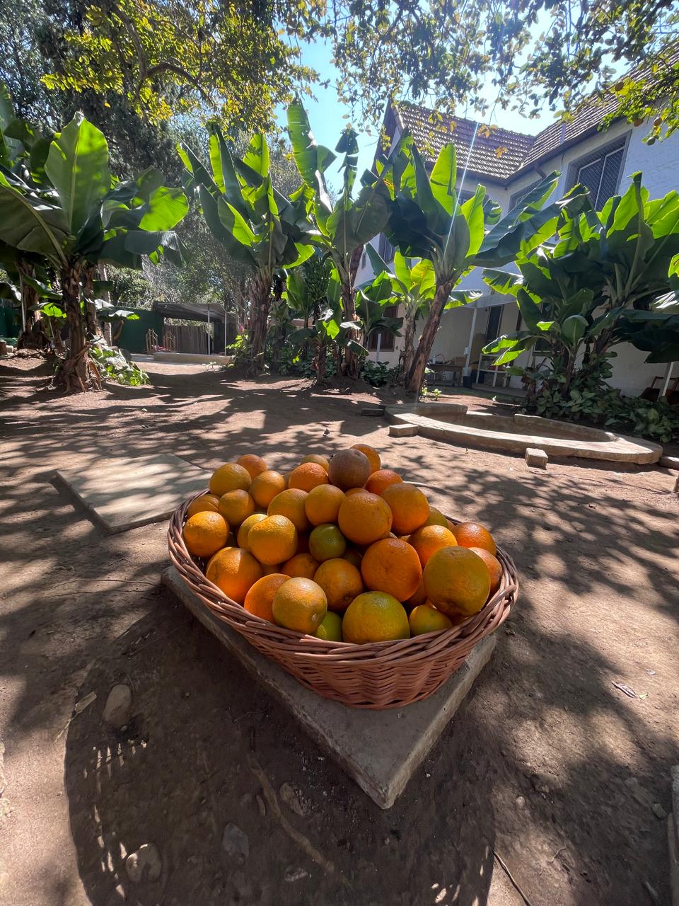 Cesta de laranjas colhidas no quintal, sob as bananeiras