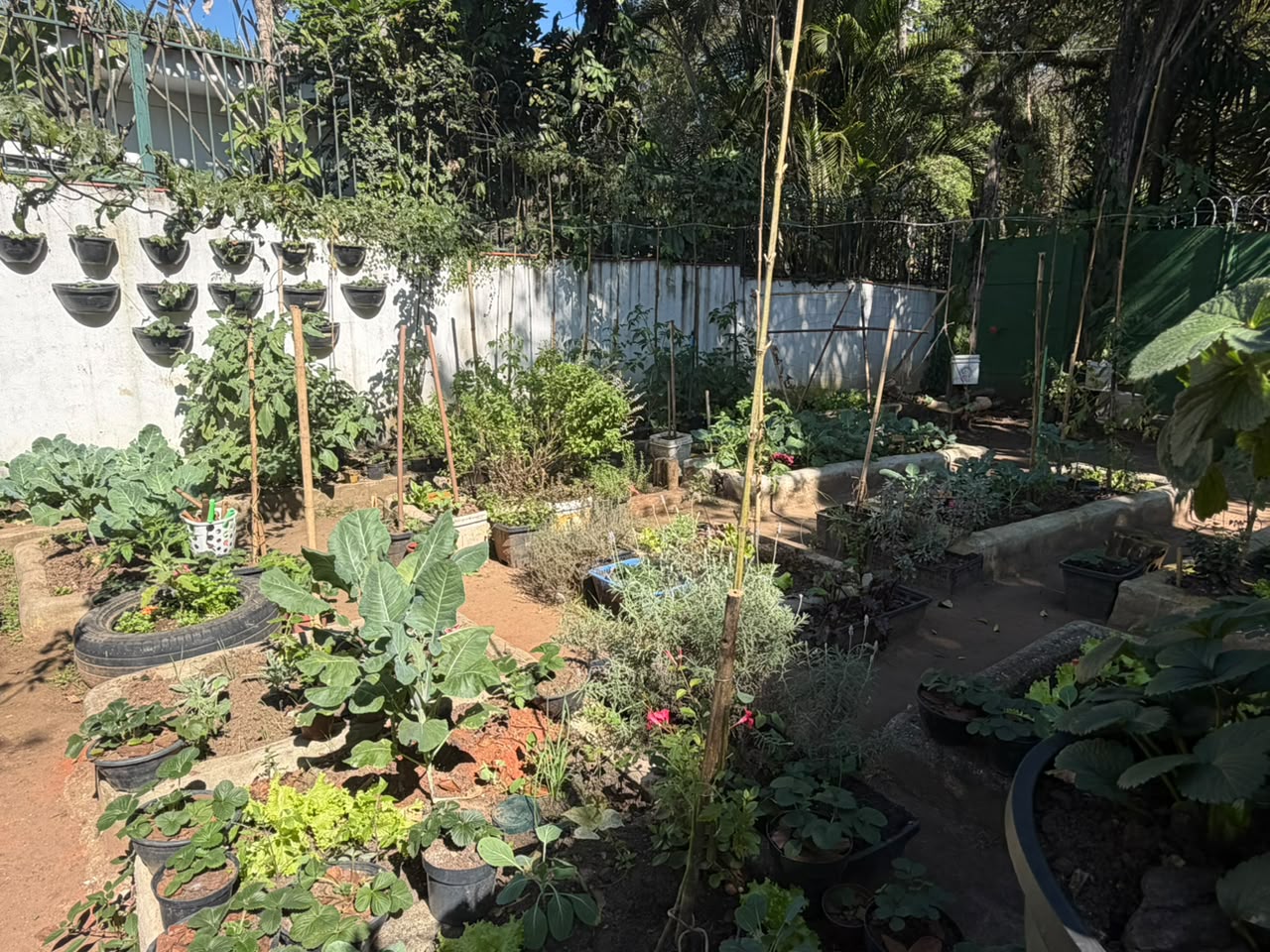 Vista da horta com vasos suspensos no muro e canteiros floridos
